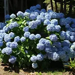 拉腊什乡村民宿 乡村民宿 *