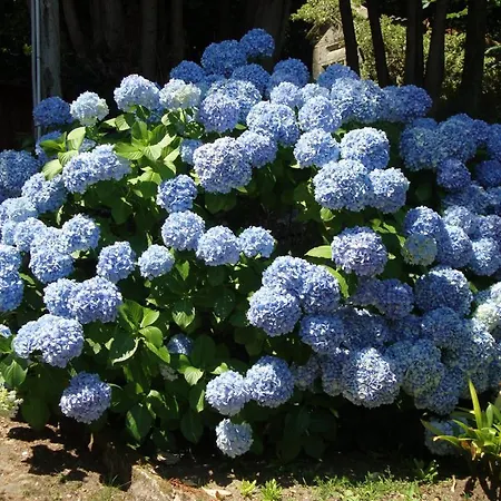 Pazo Larache 컨트리하우스 *